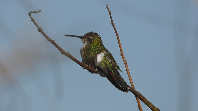kolibřík tropický - ML472354171