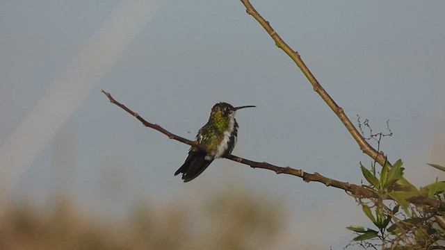 kolibřík tropický - ML472354421