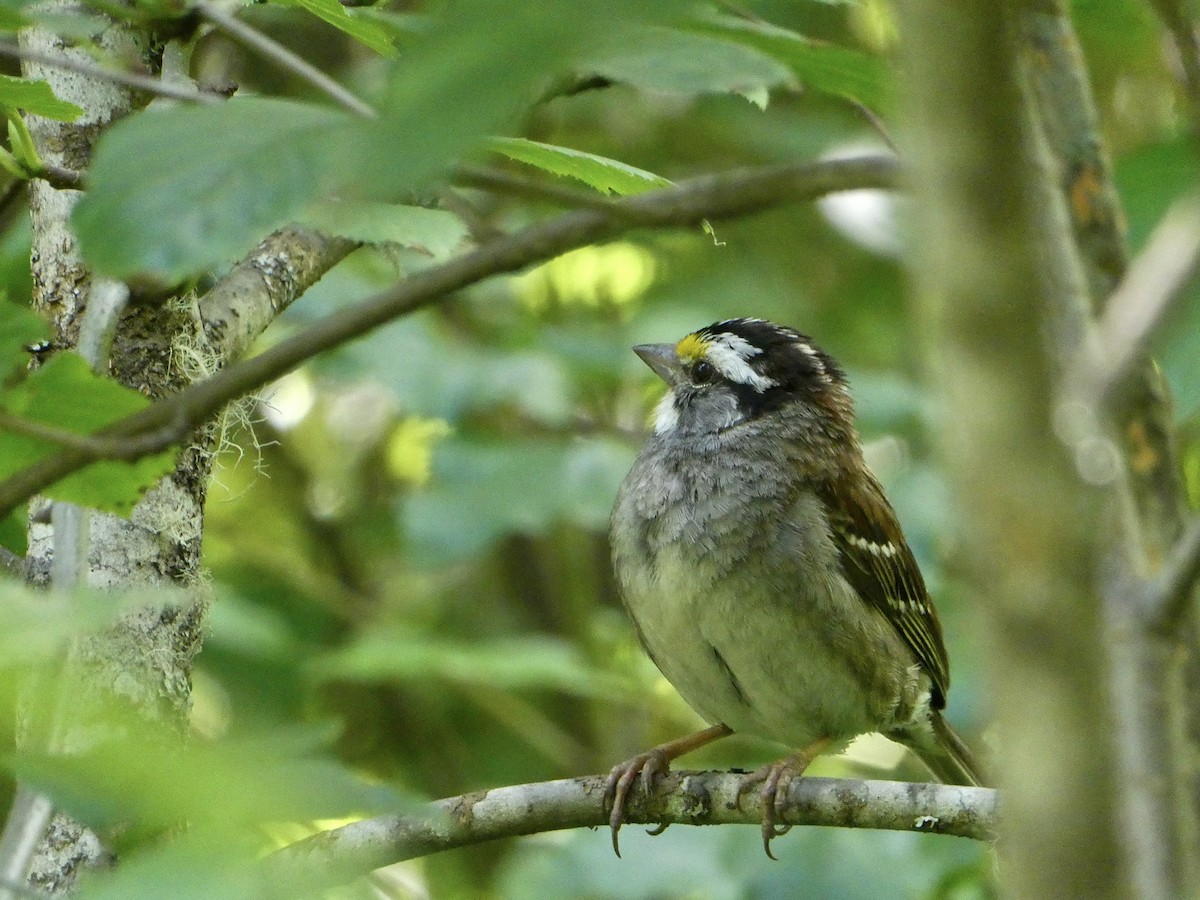 White-throated Sparrow - ML472354461