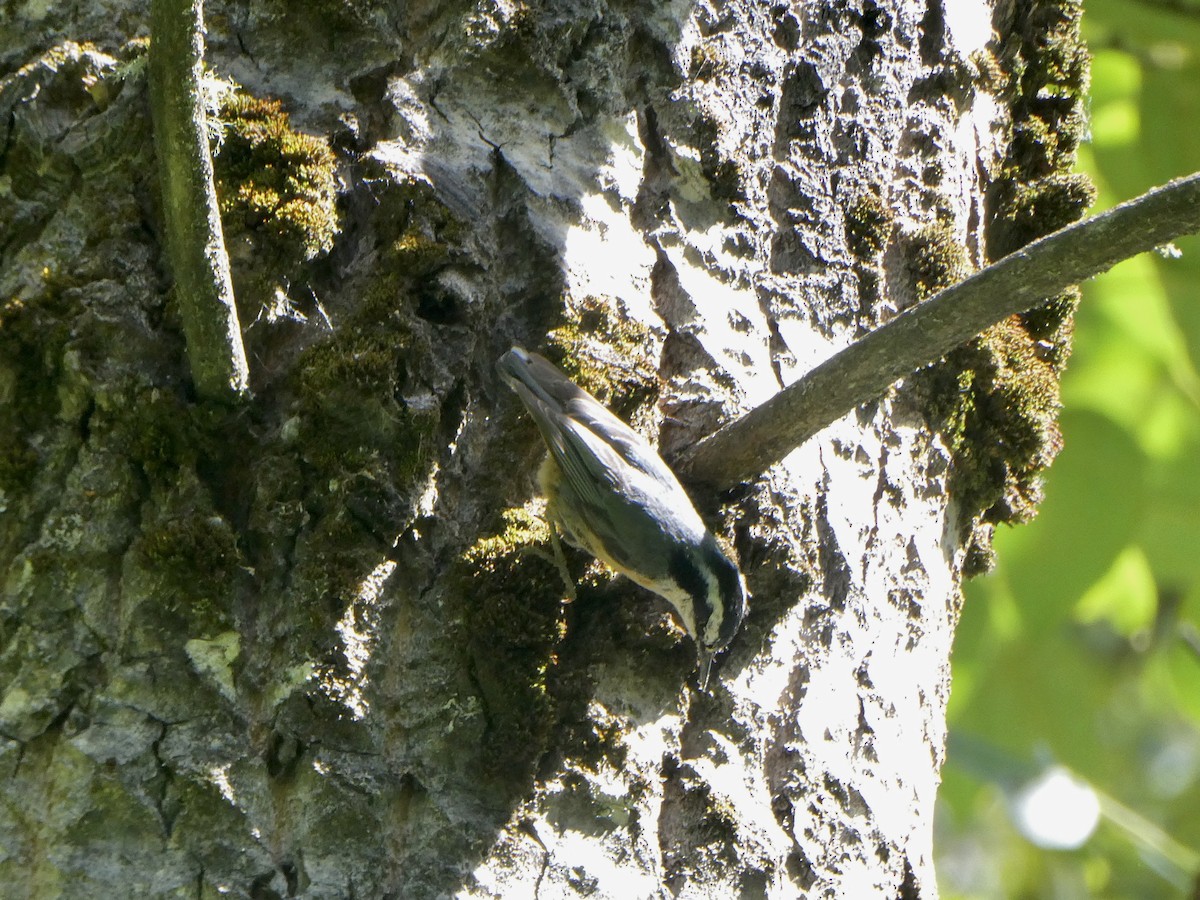 Red-breasted Nuthatch - ML472354951