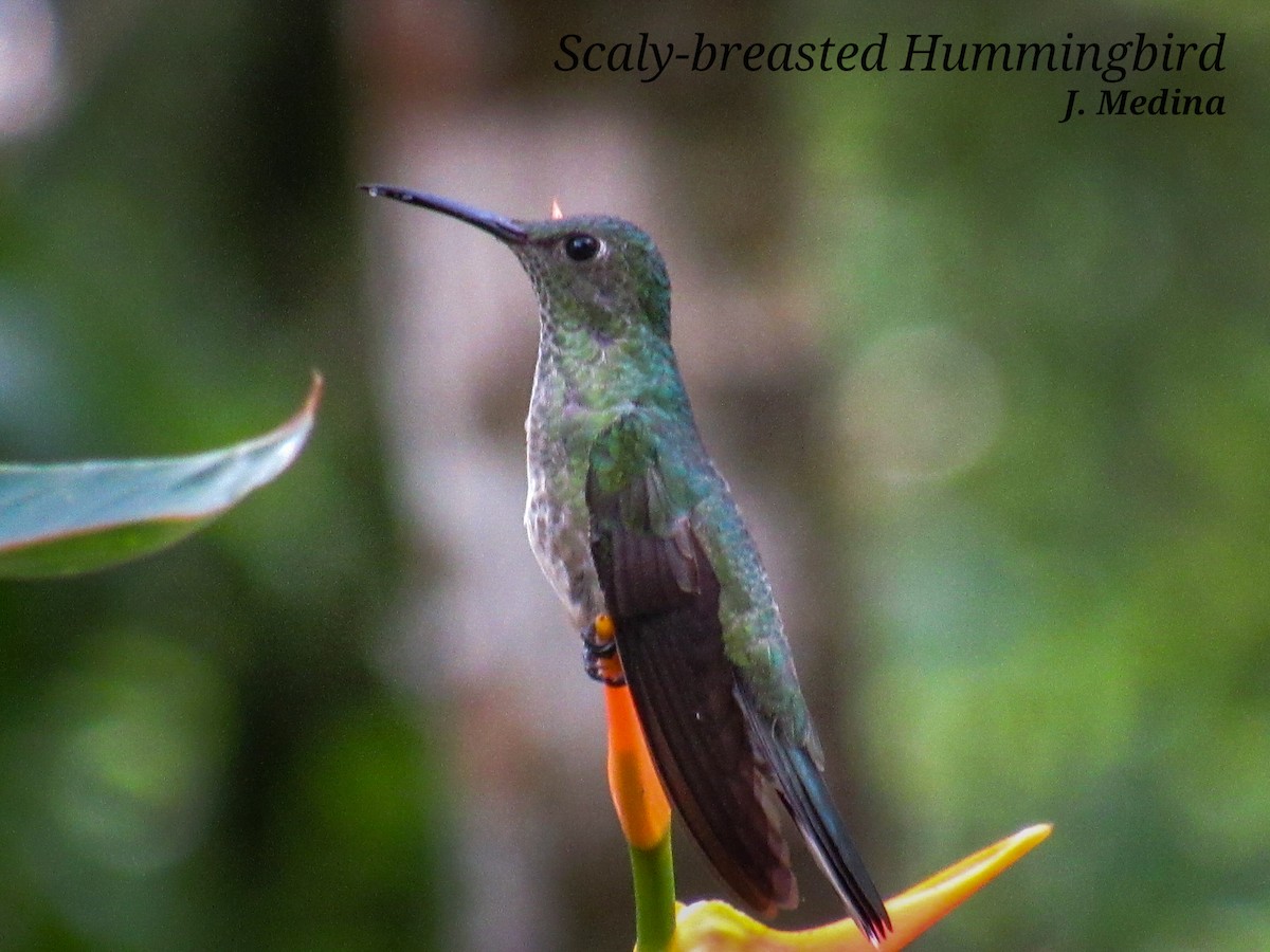 Scaly-breasted Hummingbird - ML472356391