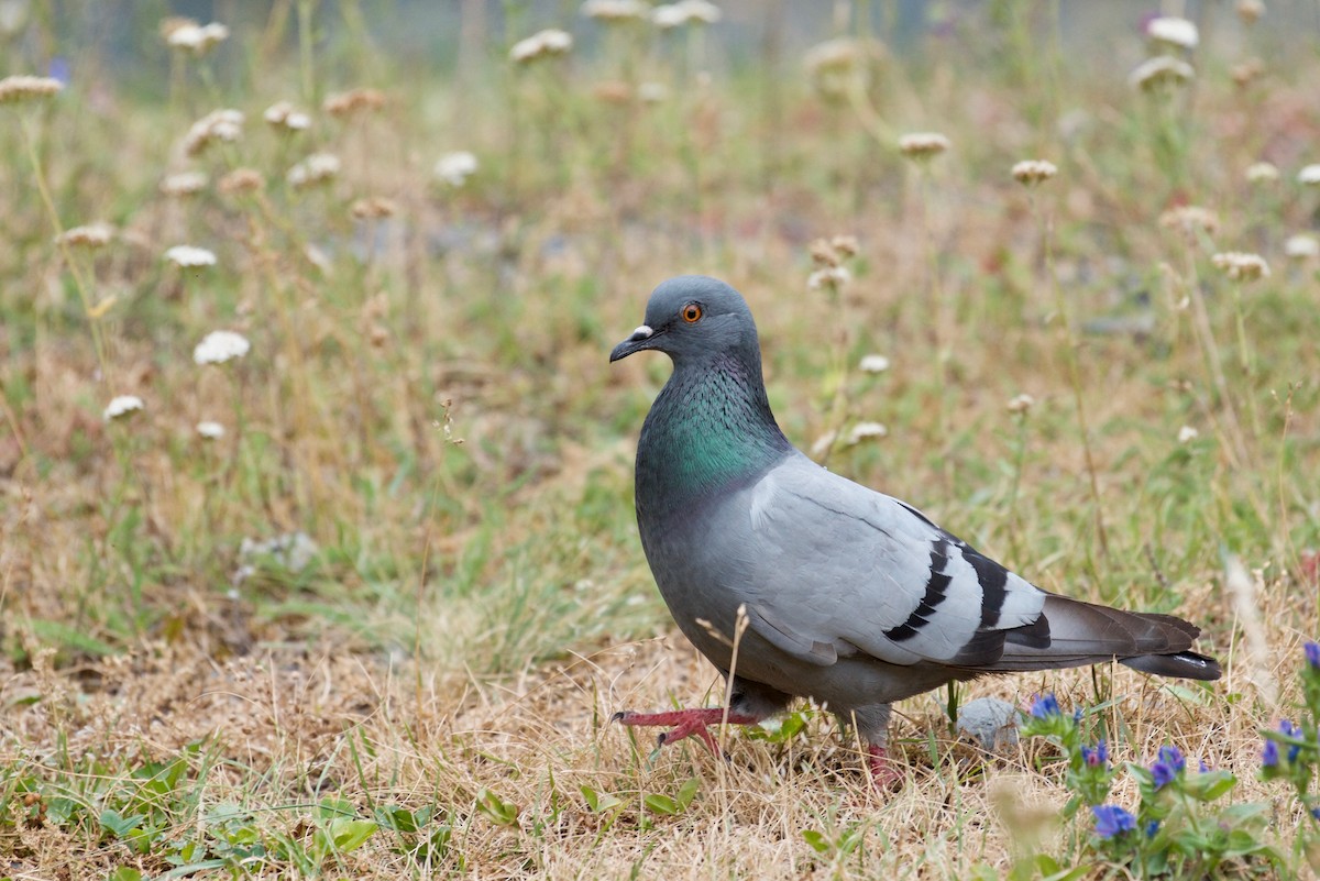 Rock Pigeon (Wild type) - Milosz Cousens