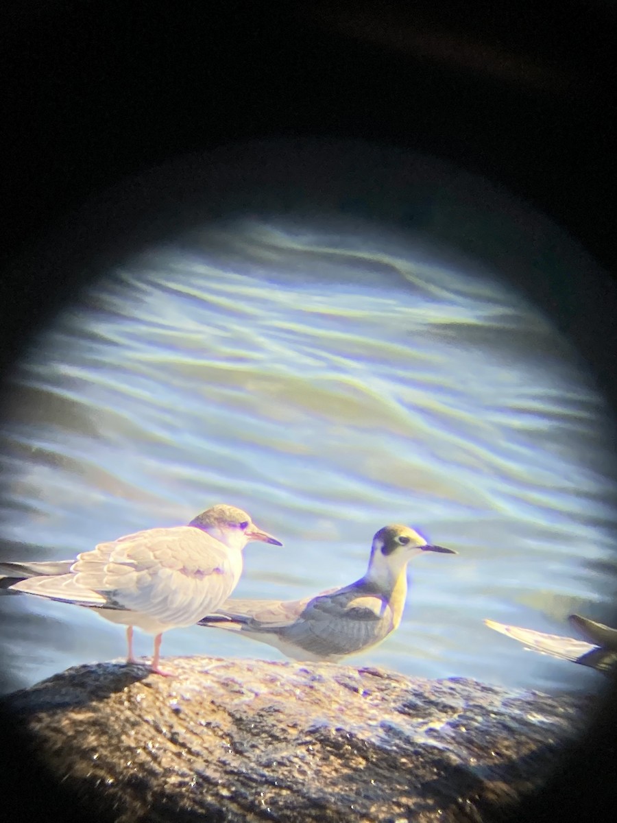 Black Tern - ML472357331