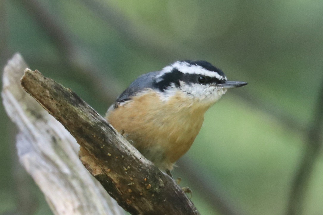 Red-breasted Nuthatch - Irvin Pitts