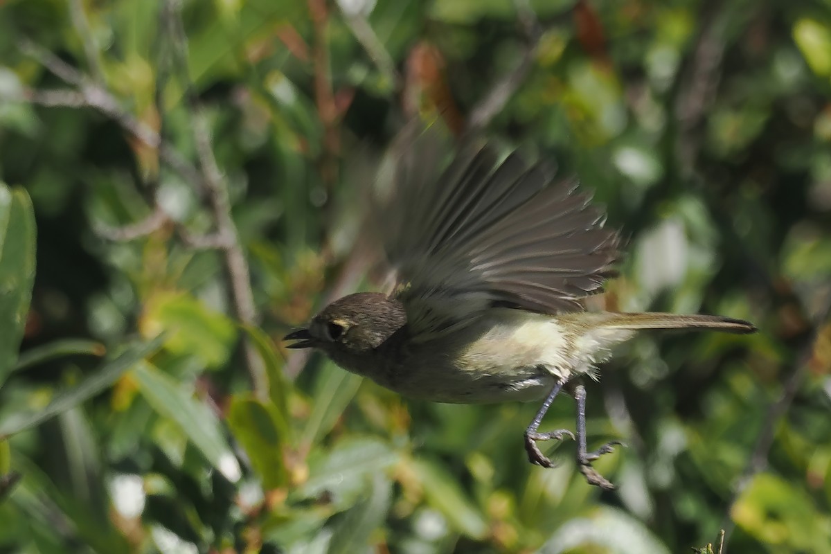 Hutton's Vireo - Donna Pomeroy