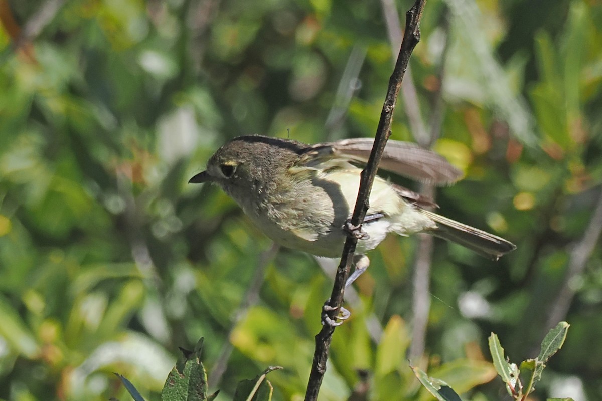 Hutton's Vireo - Donna Pomeroy