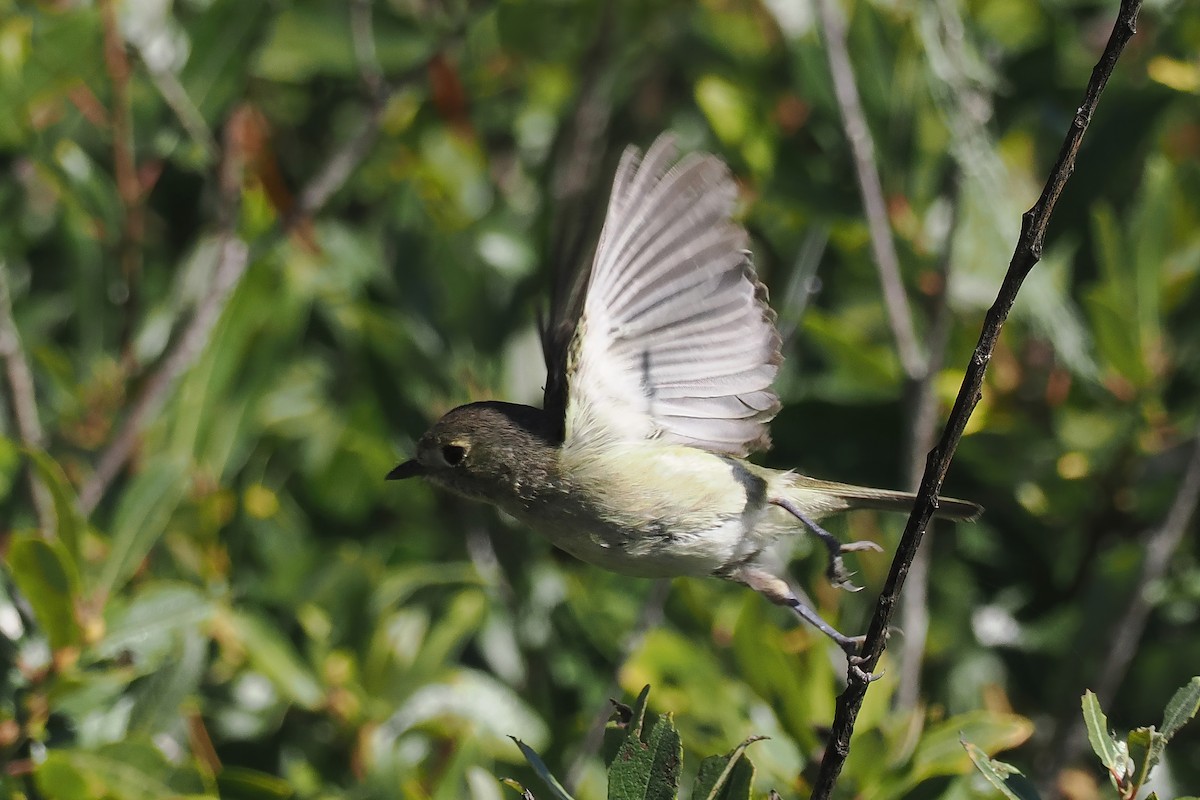 Hutton's Vireo - Donna Pomeroy