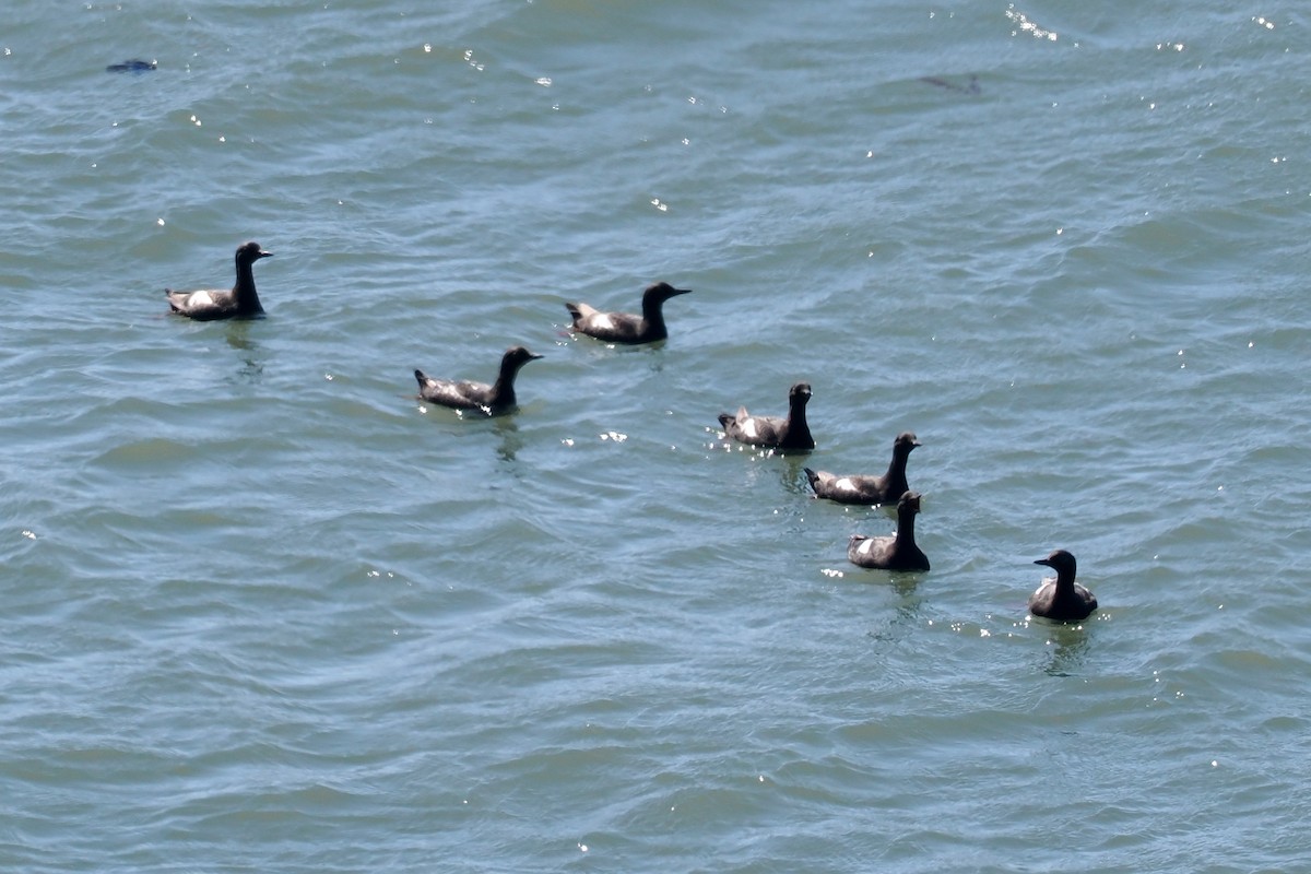 Pigeon Guillemot - ML472358861