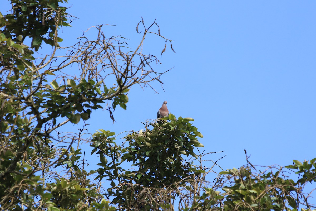 Red-billed Pigeon - ML472359281