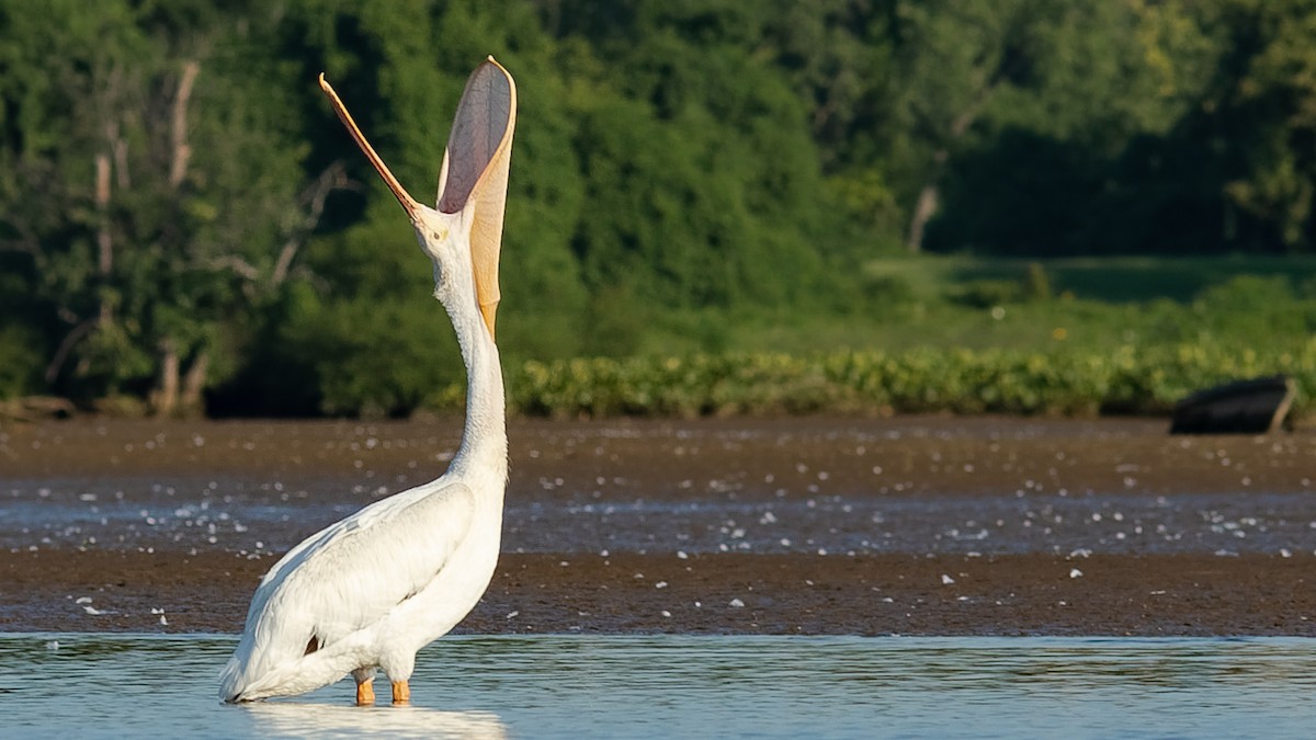 American White Pelican - ML472360011