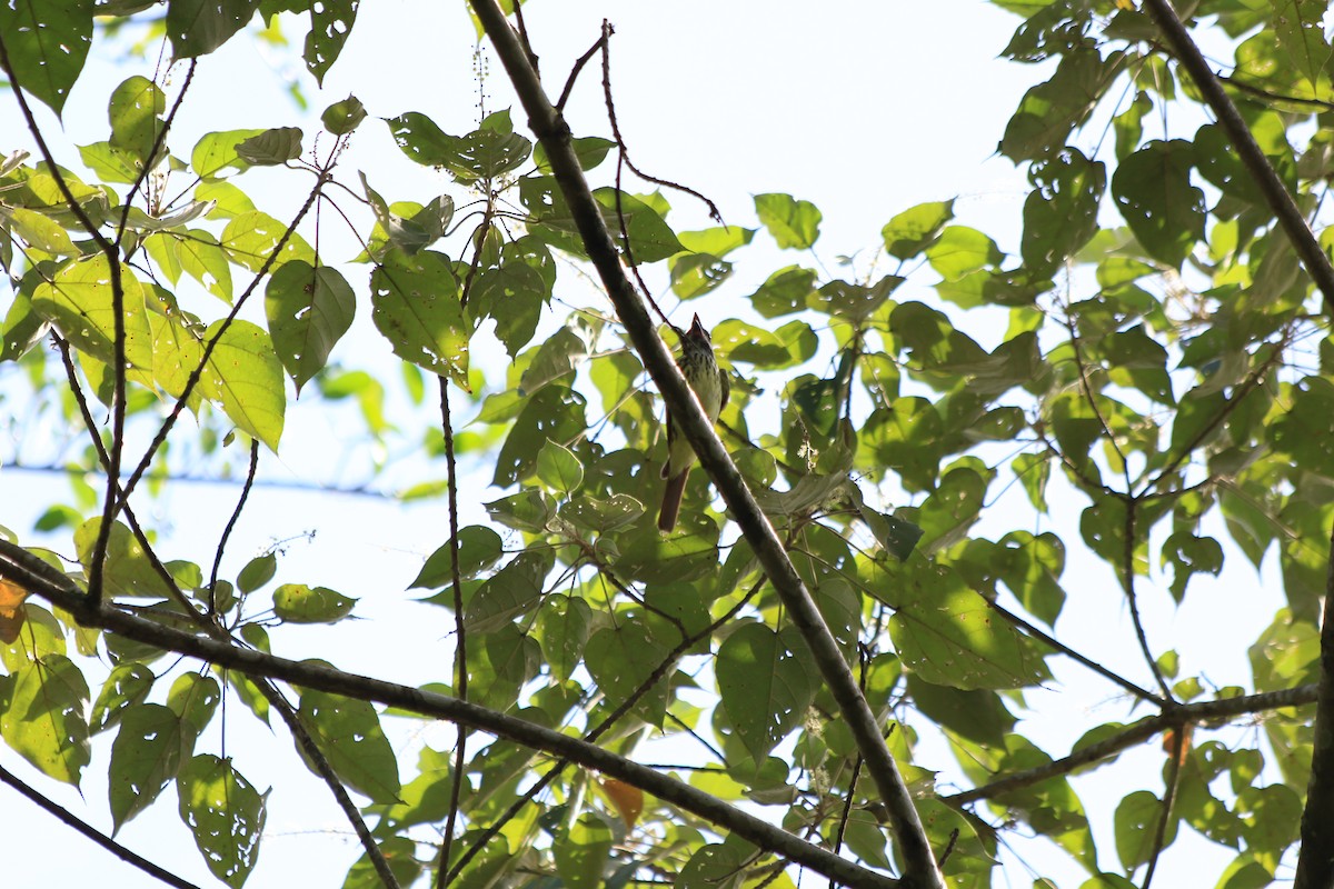 Sulphur-bellied Flycatcher - ML472360491