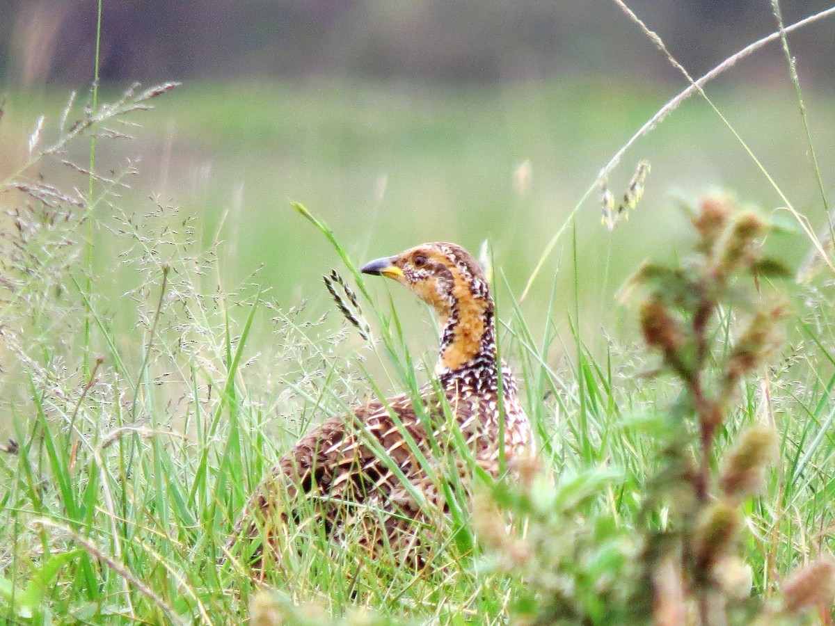 Red-winged Francolin - ML472360581