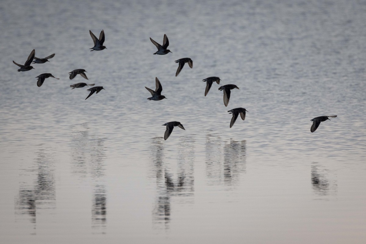 gulbrystsnipe - ML472361771