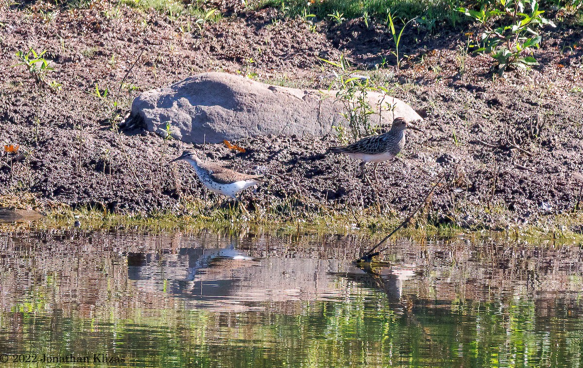 Pectoral Sandpiper - Jonathan Klizas