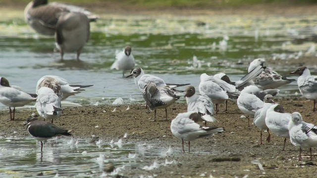 Gaviota Cabecinegra - ML472365011