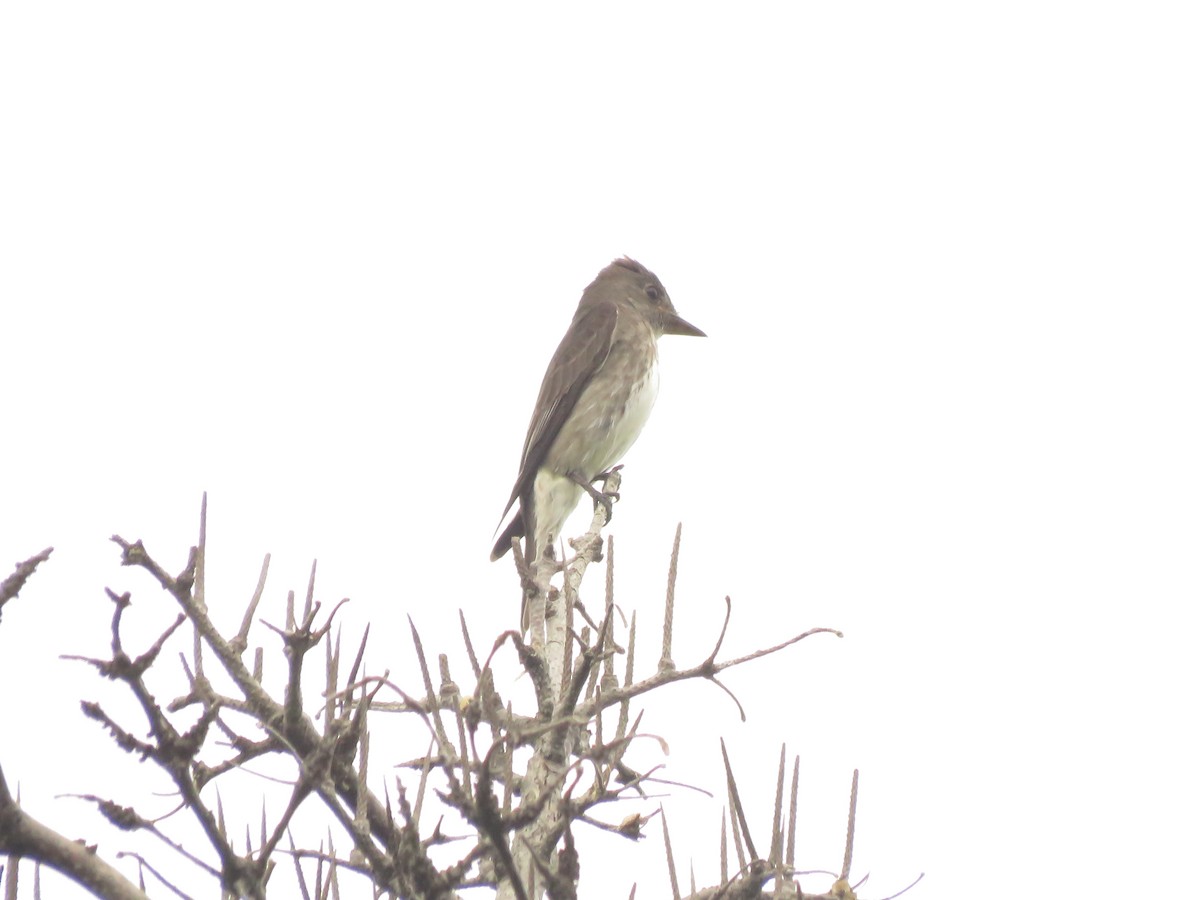 Olive-sided Flycatcher - John Brattey