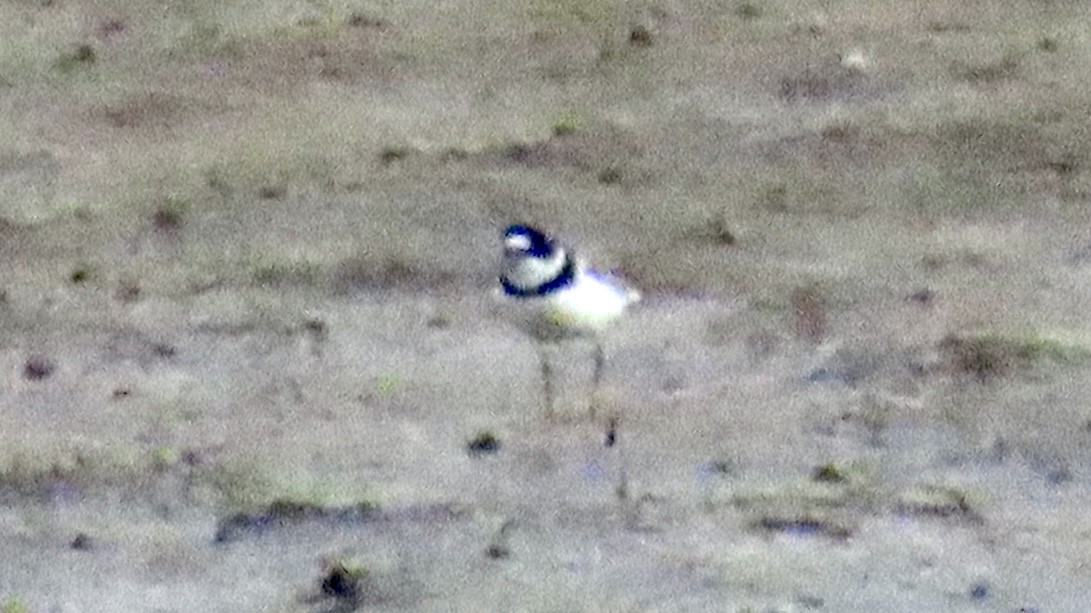 Semipalmated Plover - ML472366161