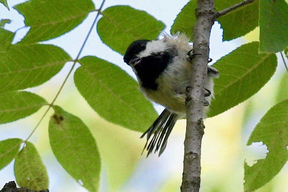 Mésange à tête noire - ML472366991