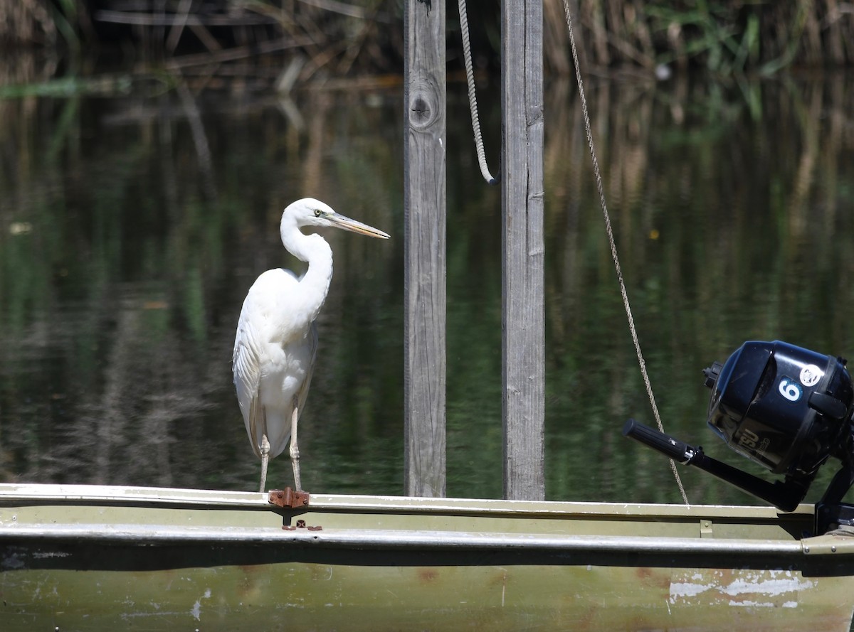 Great Blue Heron (Great White) - ML472367111