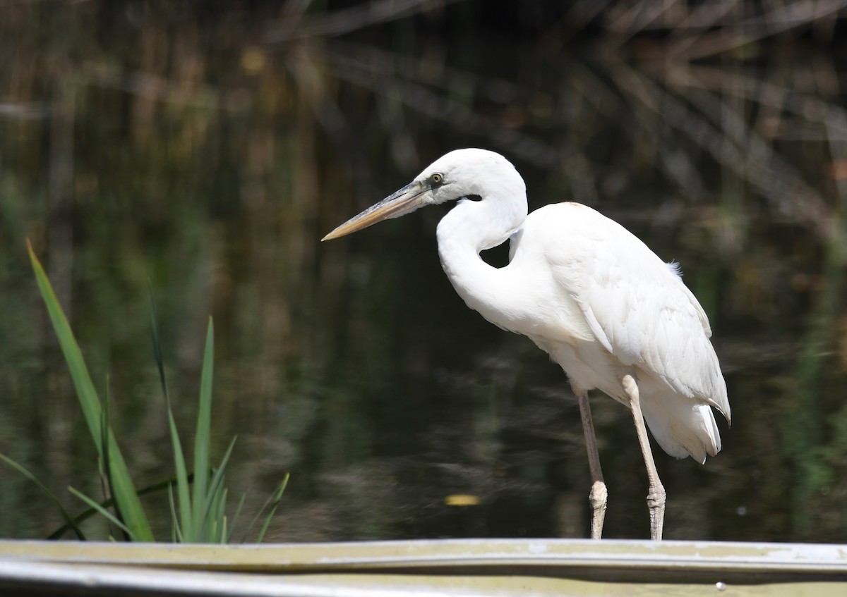 Great Blue Heron (Great White) - Peter Paul