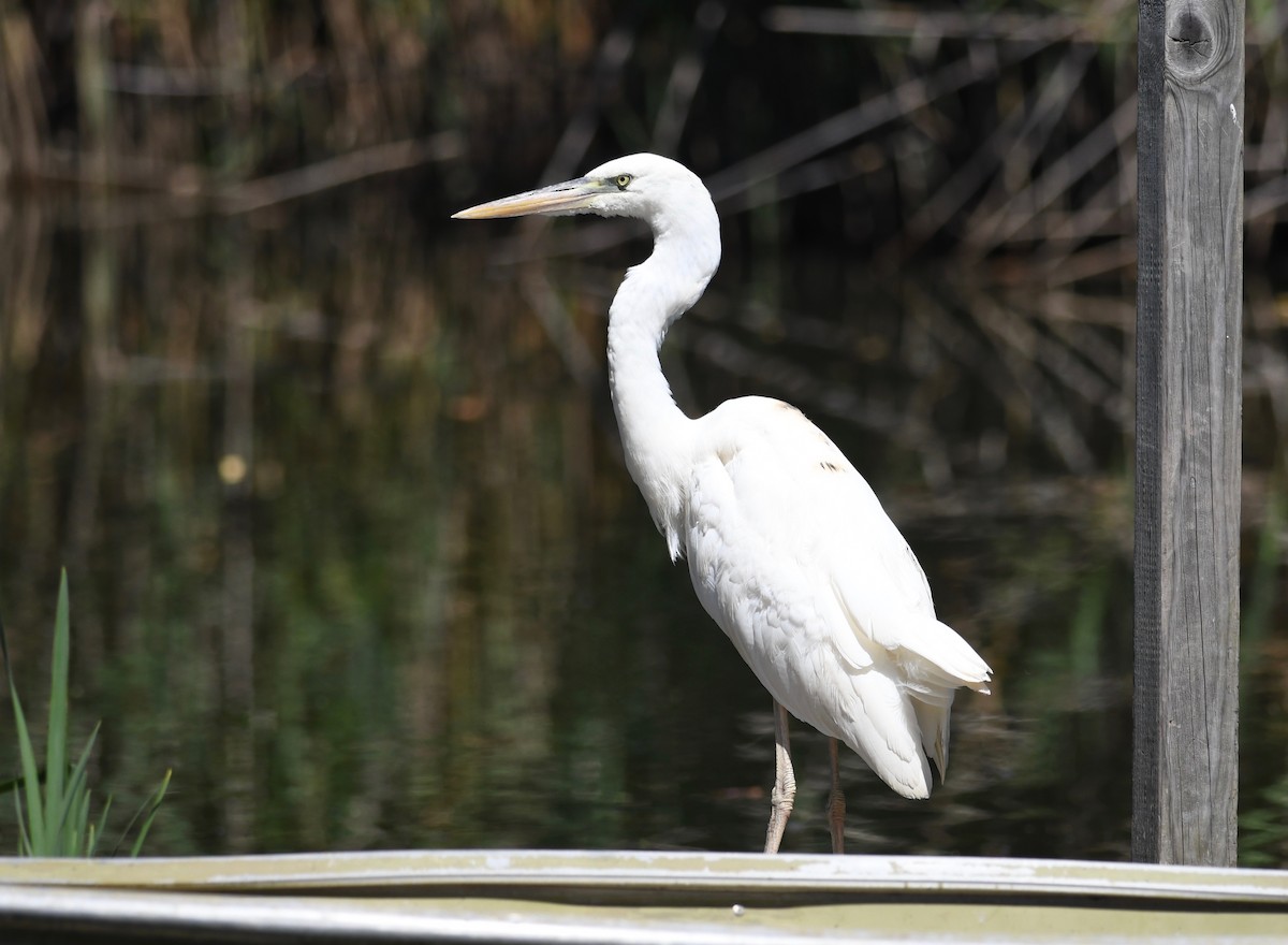 Great Blue Heron (Great White) - ML472367131