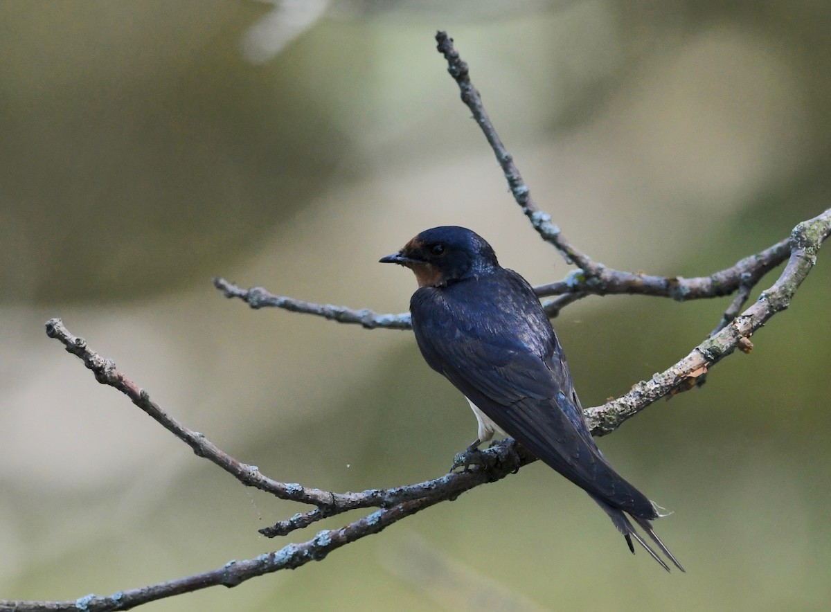 Асрын хараацай - ML472367161