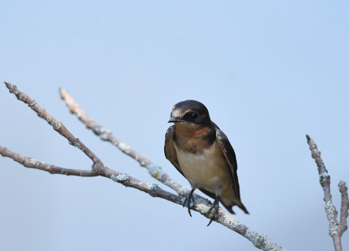 Barn Swallow - ML472367171