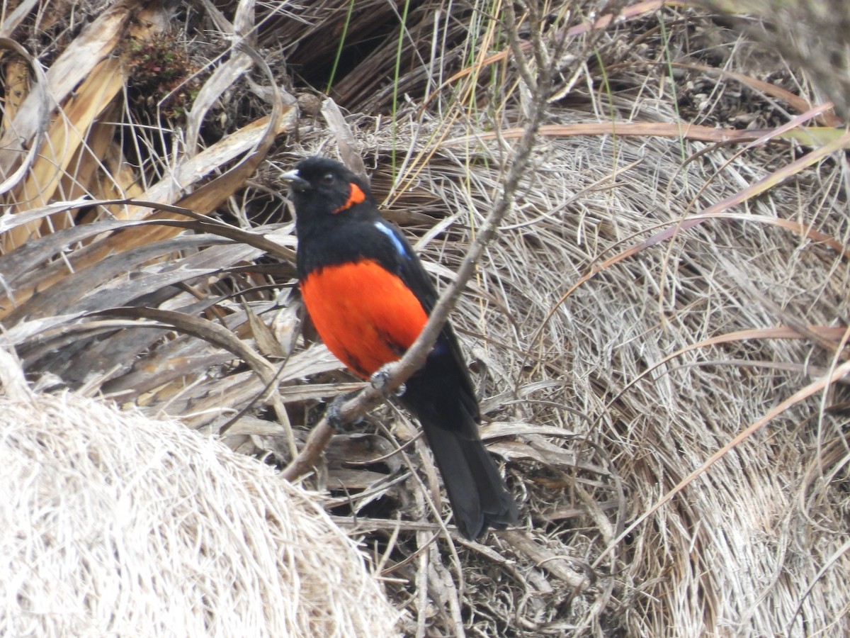 Scarlet-bellied Mountain Tanager - ML472367431