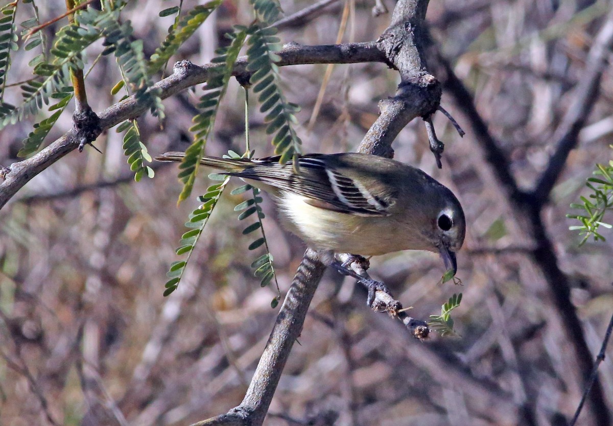 Hutton's Vireo - ML472367521