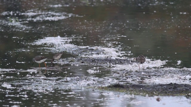 Long-billed Dowitcher - ML472368