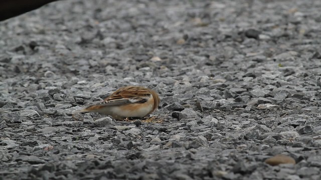 Snow Bunting - ML472369