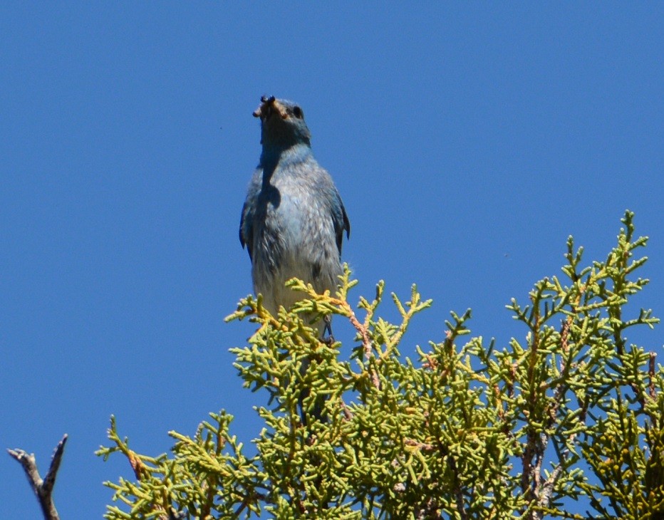 Mountain Bluebird - ML472369001