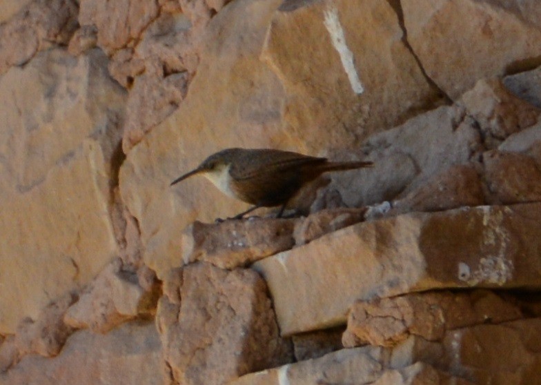 Canyon Wren - ML472369051