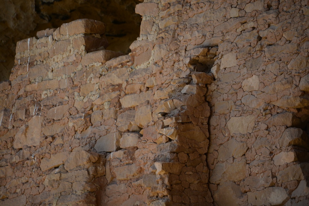 Canyon Wren - ML472369071