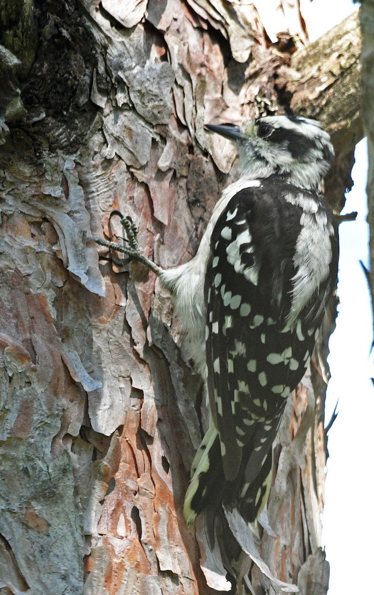 Downy Woodpecker - ML472369491