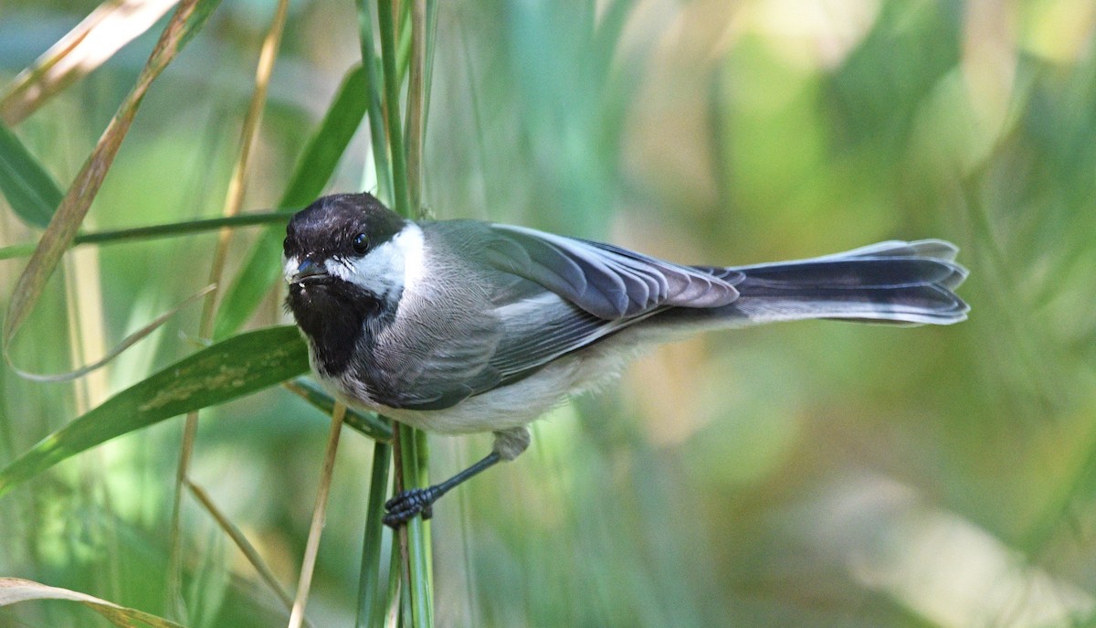 Black-capped Chickadee - ML472369611