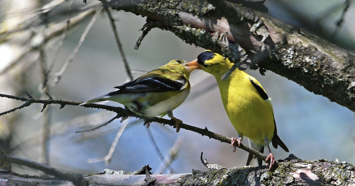 American Goldfinch - ML472369641