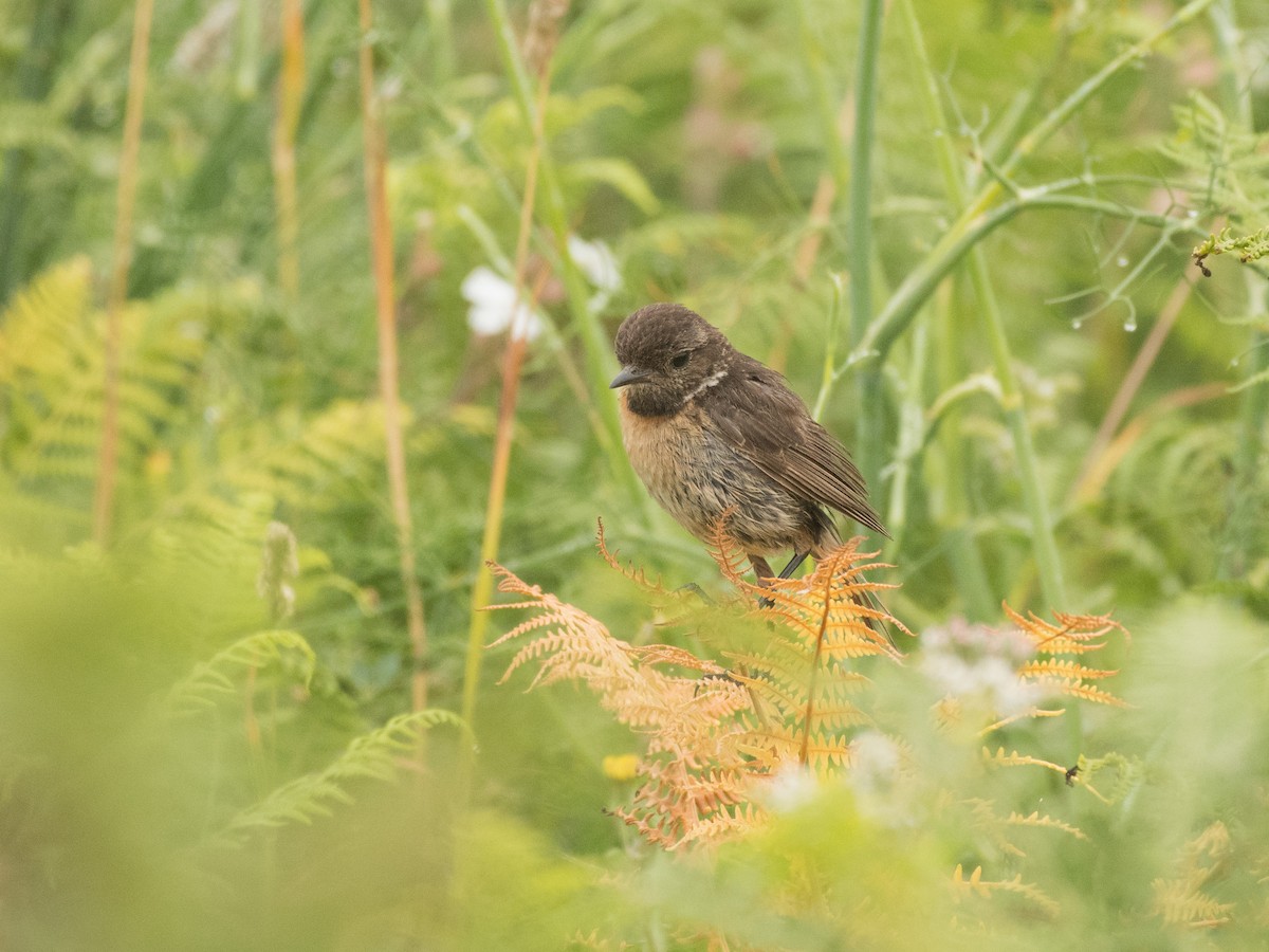 European Stonechat - ML472369651