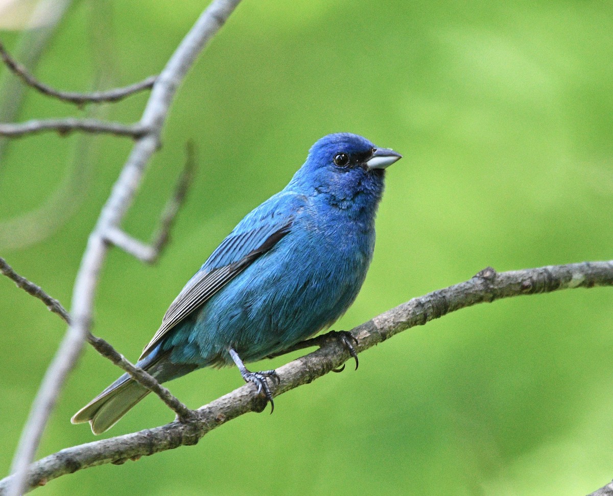 Indigo Bunting - ML472369741