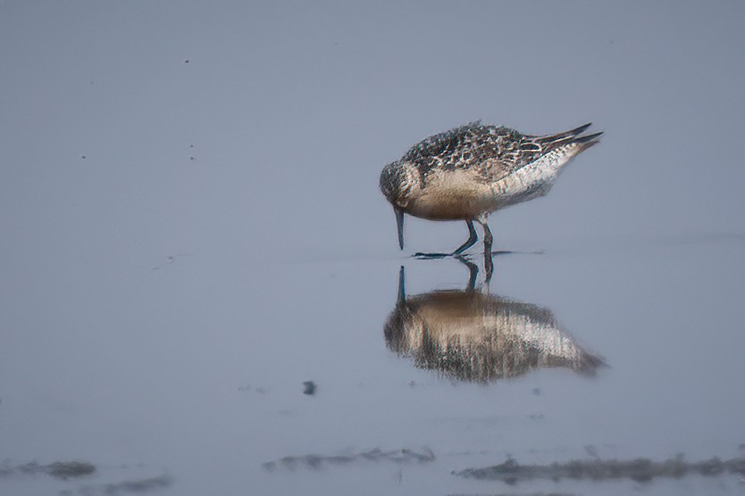 Red Knot - ML472371321