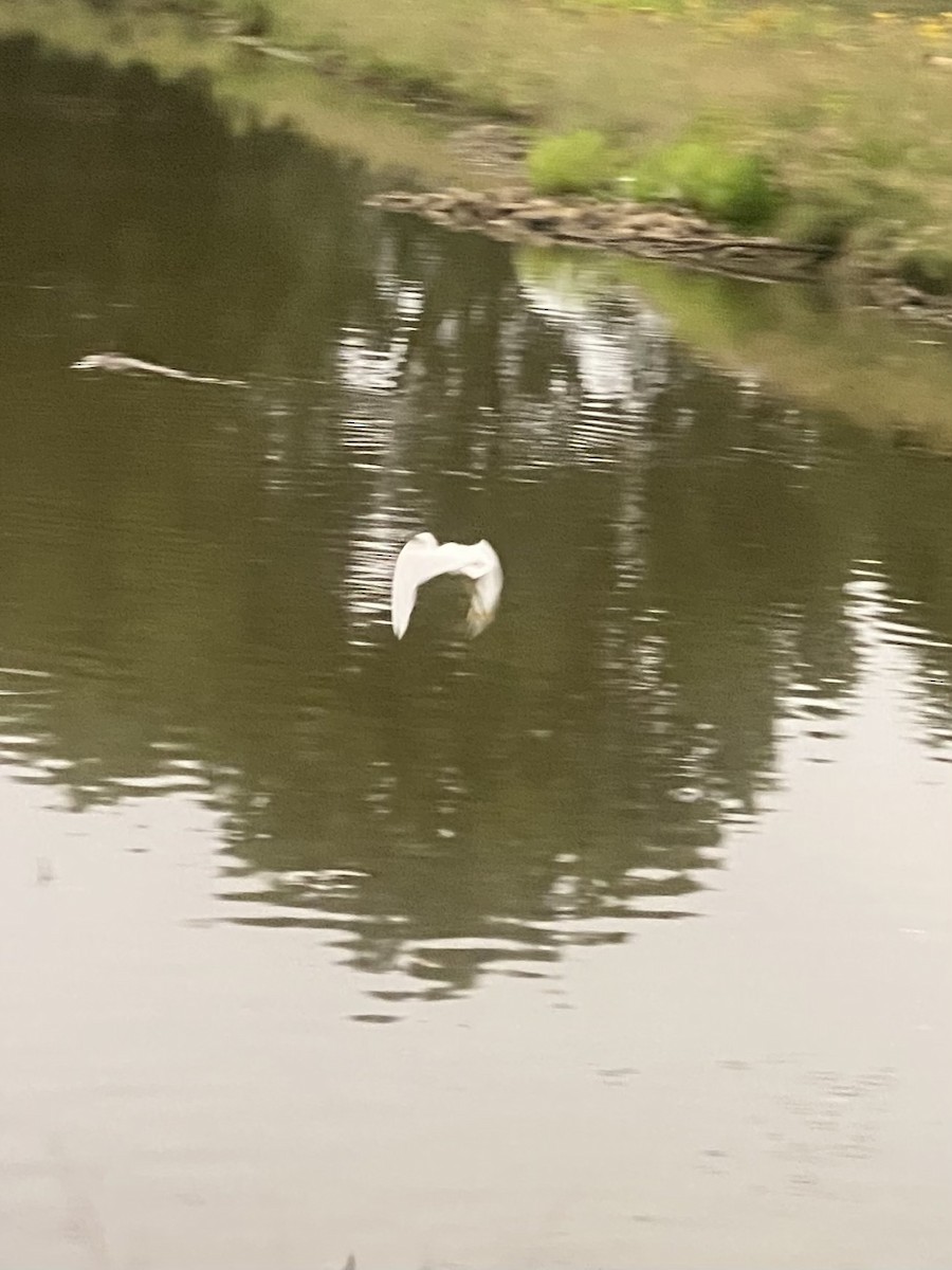 Snowy Egret - ML472372051