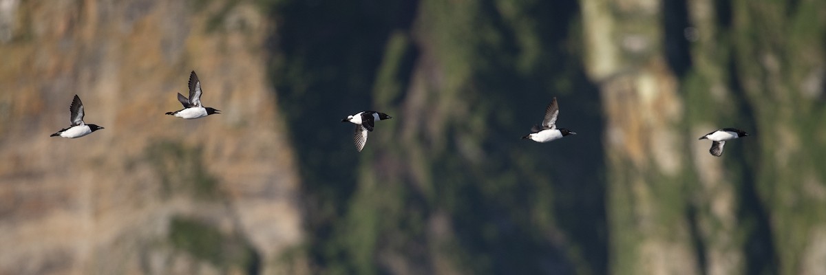 Thick-billed Murre - Michael Stubblefield