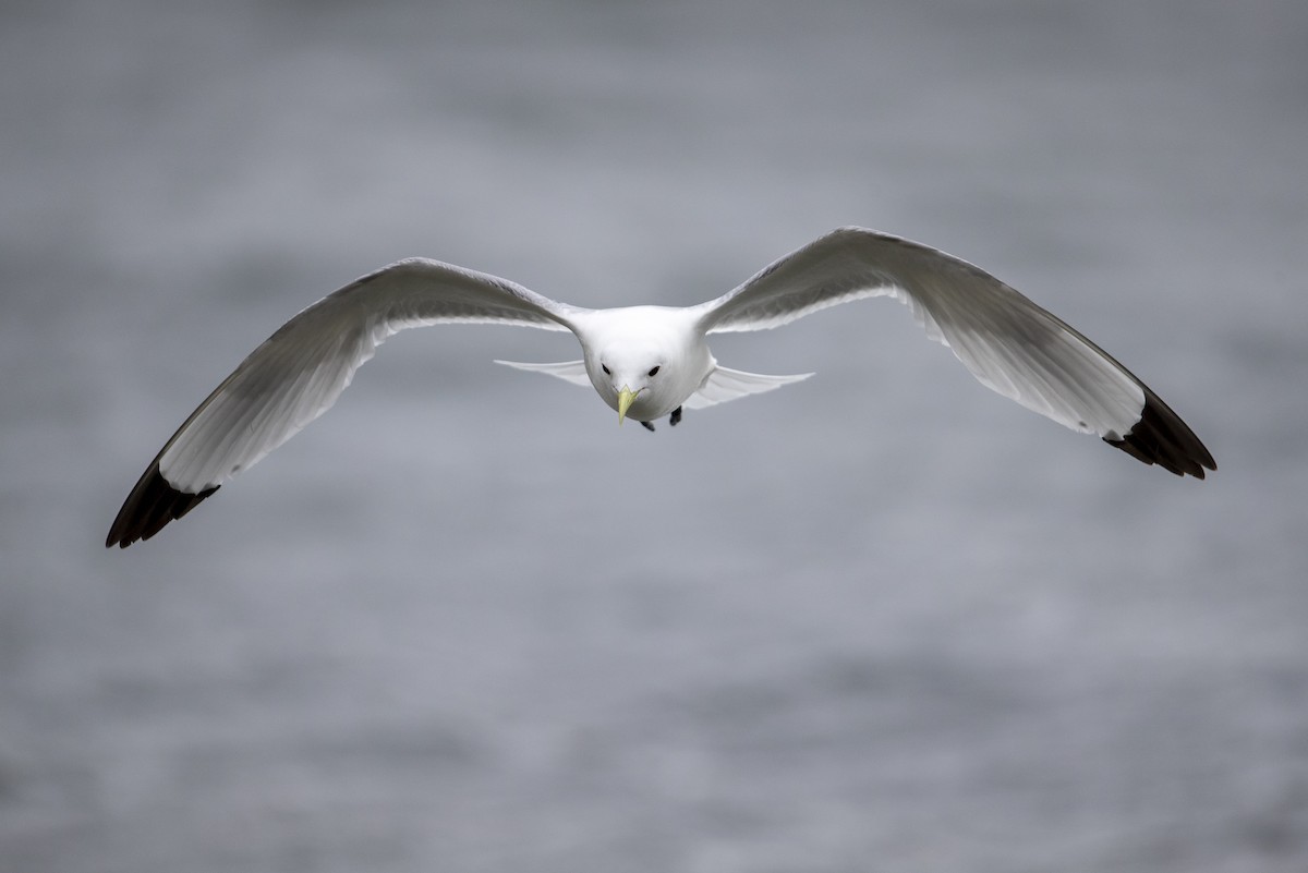 Black-legged Kittiwake (pollicaris) - ML472372971