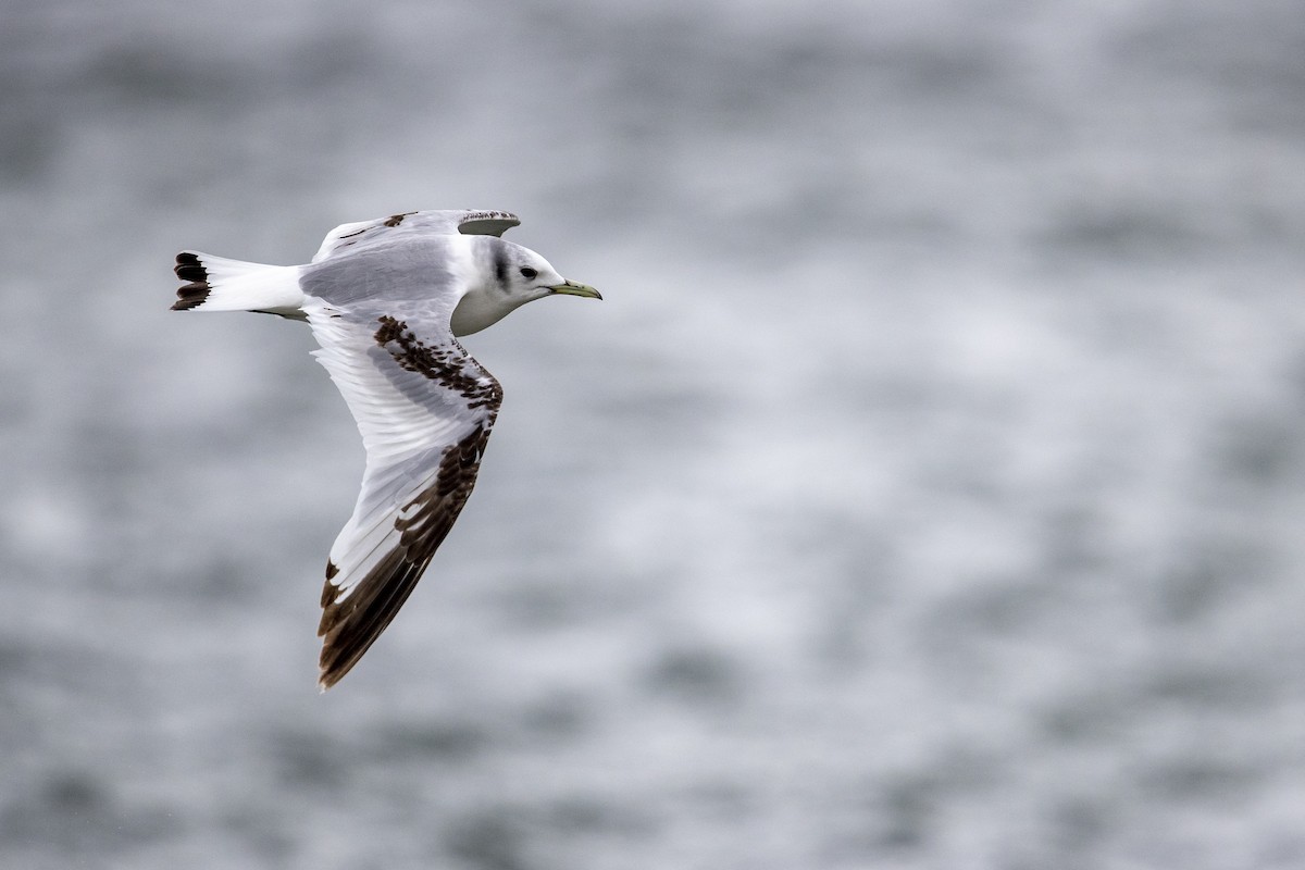 Black-legged Kittiwake (Pacific) - Michael Stubblefield