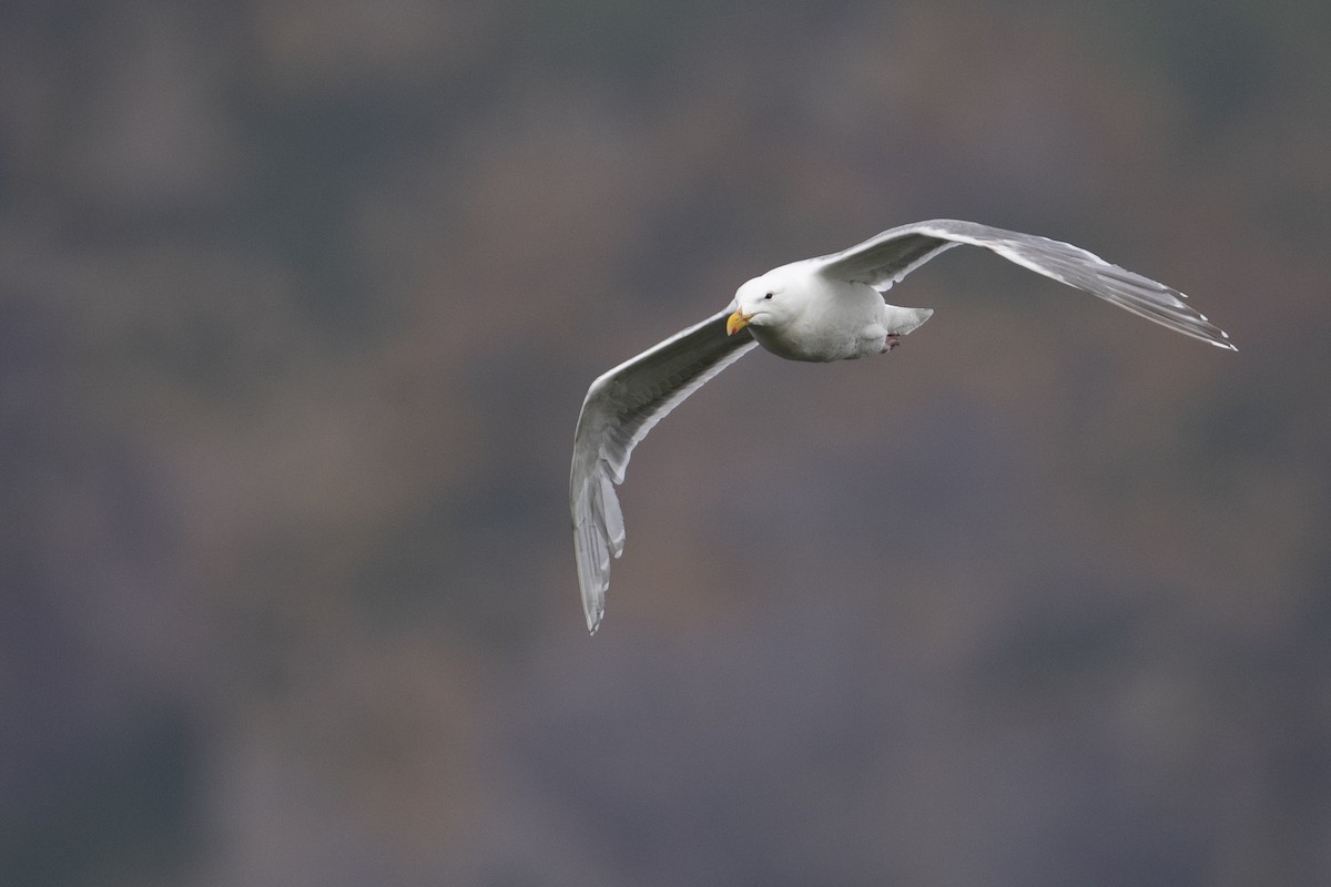 Glaucous-winged Gull - ML472373121
