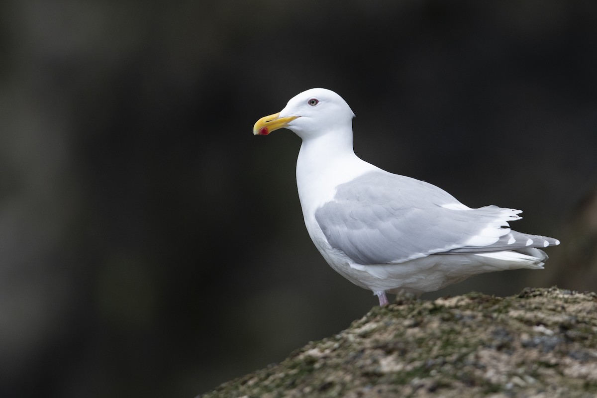 Glaucous-winged Gull - ML472373131