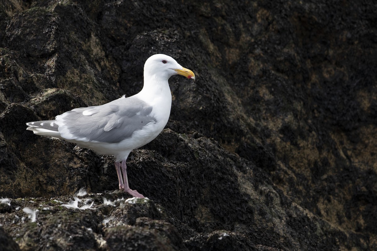 Glaucous-winged Gull - ML472373141