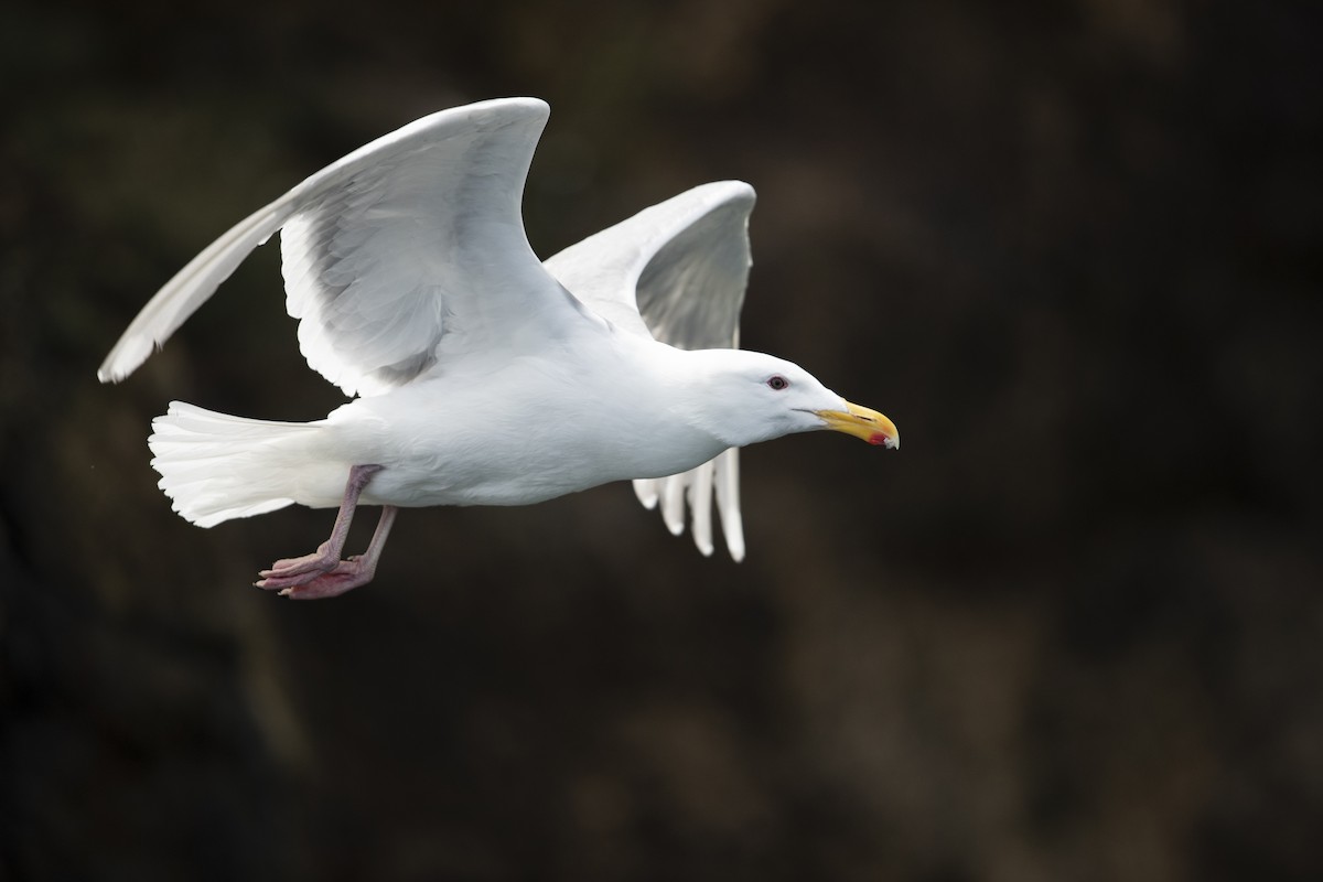 Glaucous-winged Gull - ML472373171