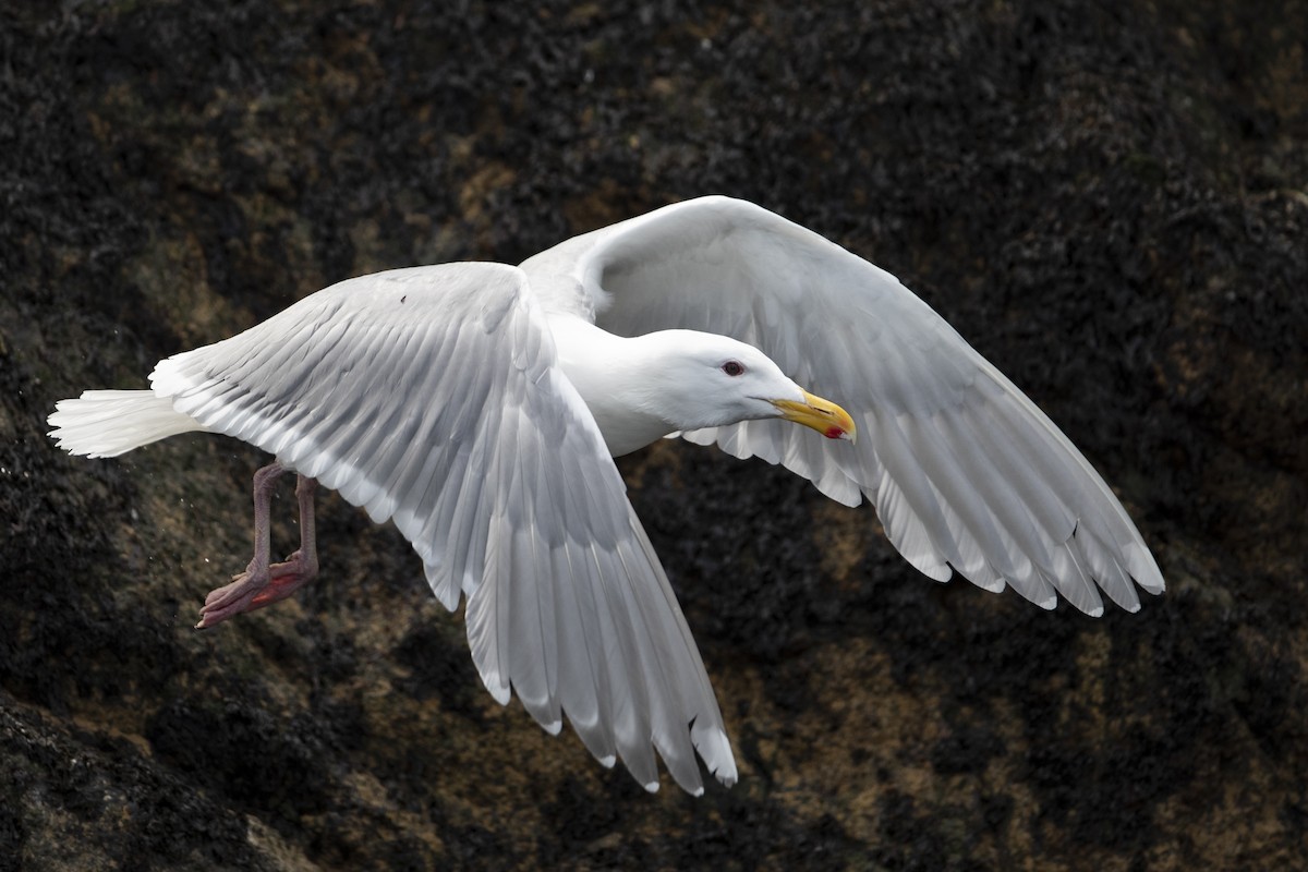 Glaucous-winged Gull - ML472373181