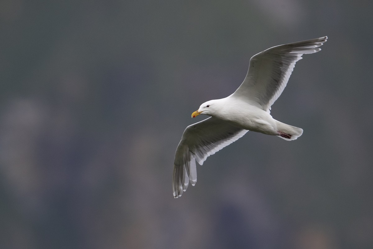 Glaucous-winged Gull - ML472373191